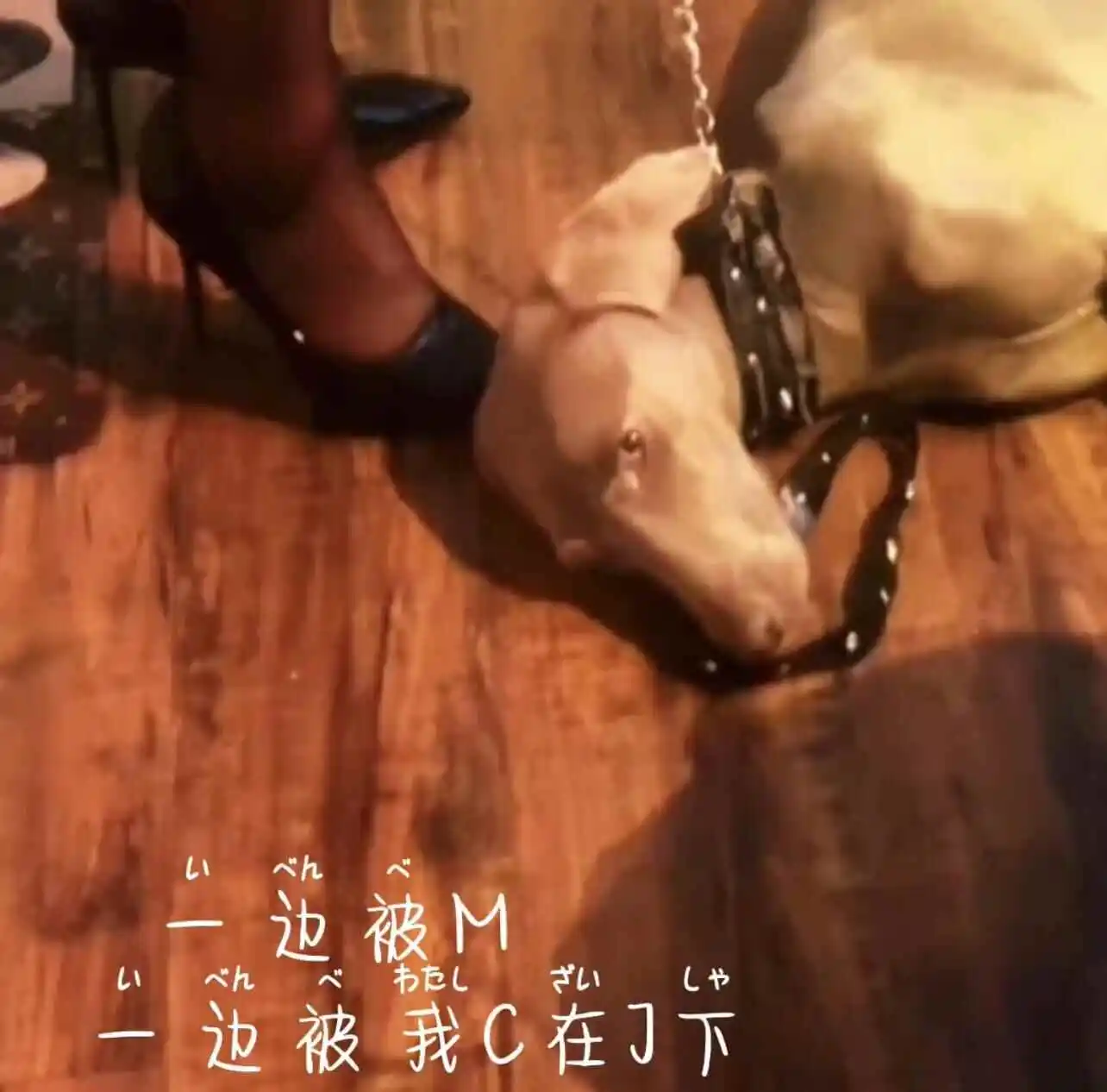 【西檬之家】K9犬系是什么？字母圈新人必读角色指南